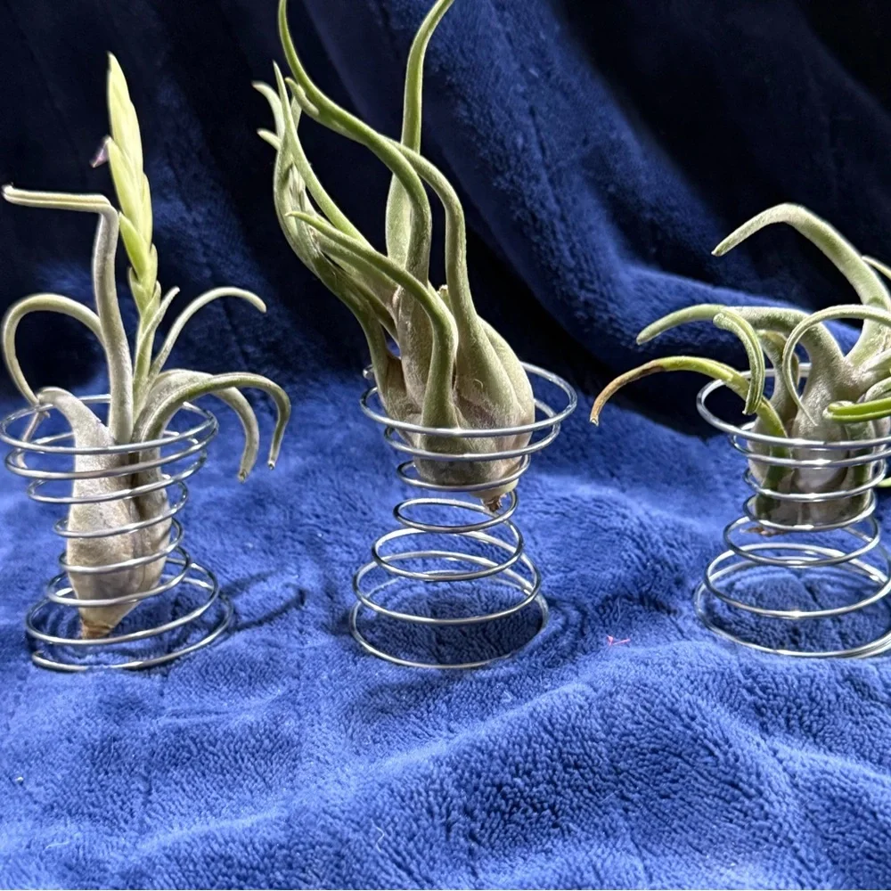 8 piece Air Plant Holder set with Silver Spiral Stands - Home Accents